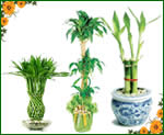 Anniversary Gifts for Lucky Plants
