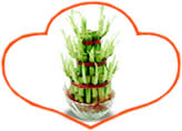 Lucky Plants