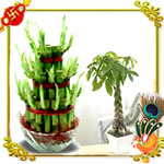 Goodluck plants