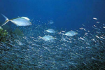 Fish Rain