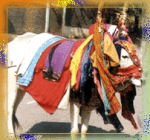 Makara Sankranti