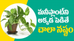 Shocking Facts About Money Plant