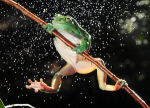 Frogs and rain