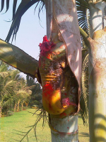 Miracles of Natural Ganapati