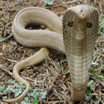 Tachupamu Pagapadutunda
