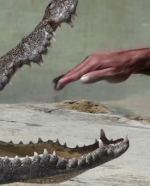 మొసలి - మూర్ఖుడు