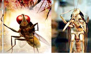 EGA Telugu film, a huge enthusiasm in Tollywood  , Director Rajamouli succeeded, Eega resemblance Cockroach, Cockroach made by filmmaker Luke Eve, as an insect claim old love, short film fans pointed out